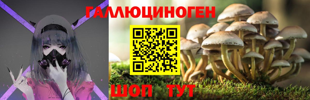 Псилоцибиновые грибы Psilocybe  Вход с VPN  Отрадный 